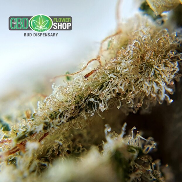 Lemon Punch Strain CBD Flower - Image 10