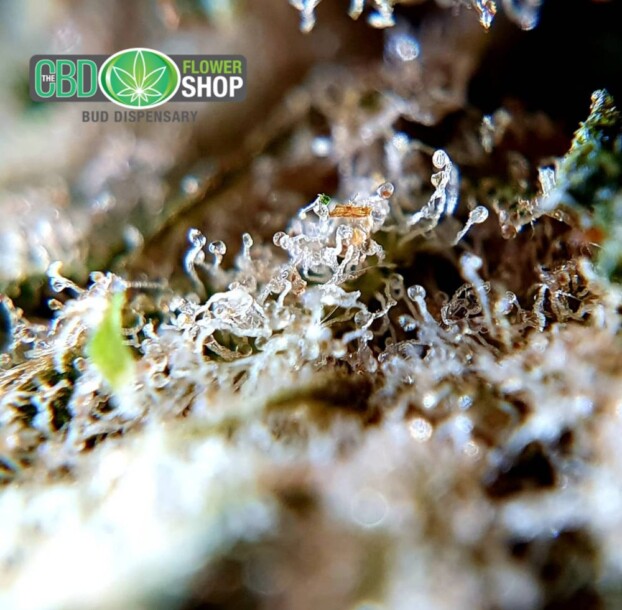 Lemon Punch Strain CBD Flower - Image 8