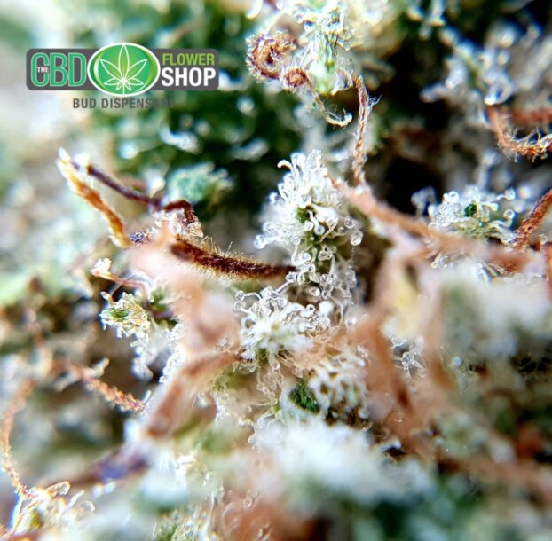Lemon Punch Strain CBD Flower - Image 9