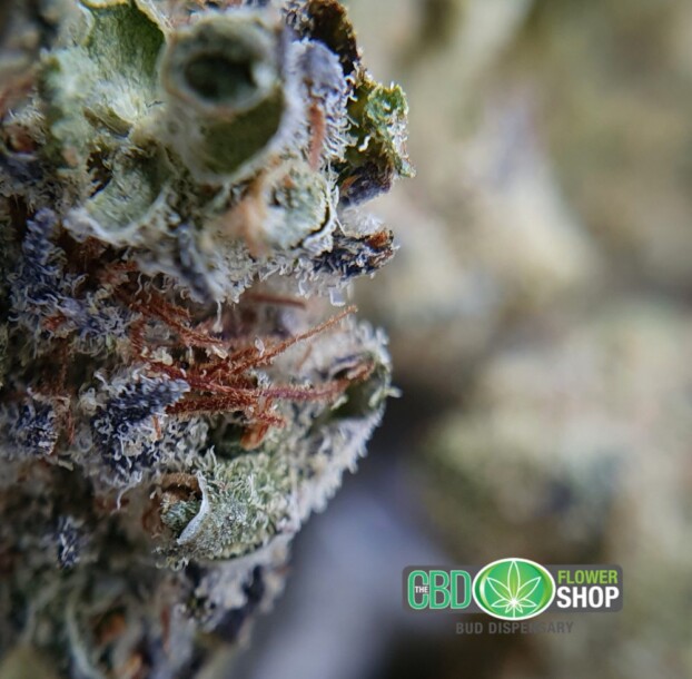 CBD Popcorn Nuggies | Popcorn Flowers - Image 8