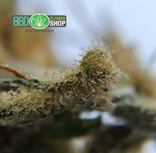 Silver Haze - Image 6