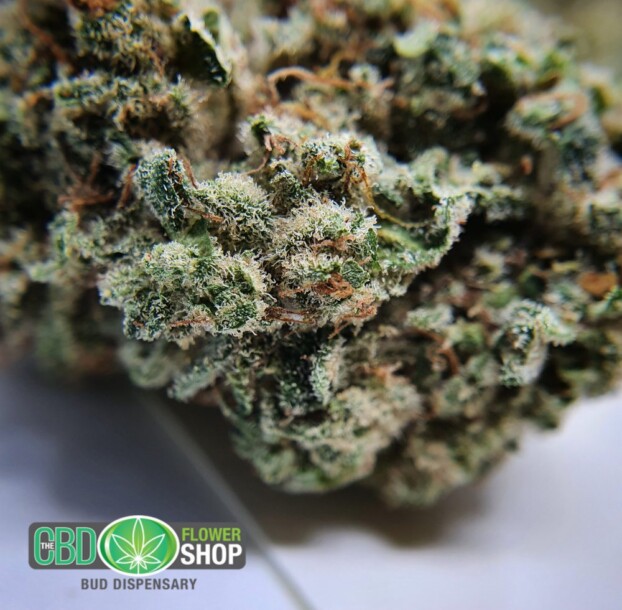 Limited Edition: Bubblegum Haze | CBD Flower - Image 5