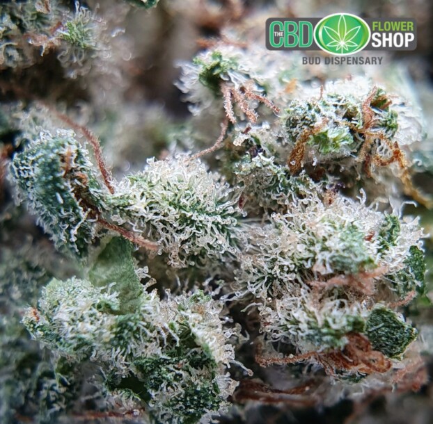 Limited Edition: Bubblegum Haze | CBD Flower - Image 7