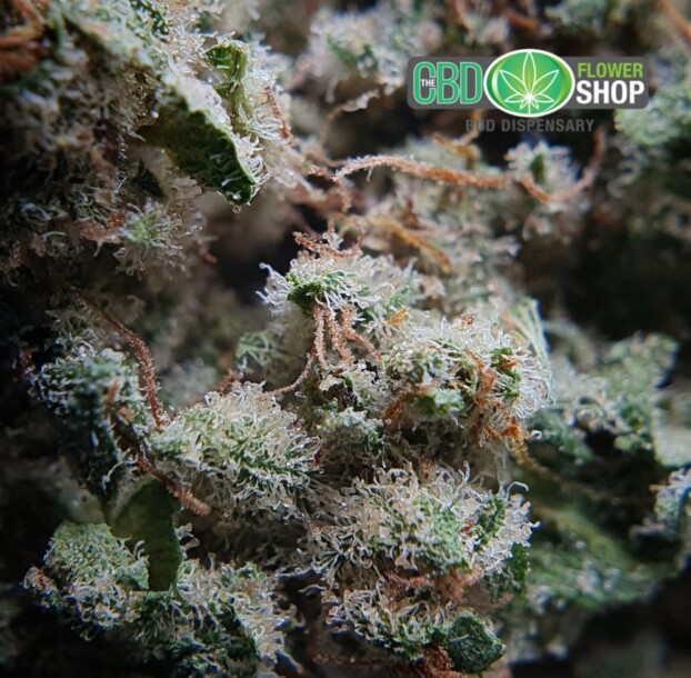 Limited Edition: Bubblegum Haze | CBD Flower - Image 8