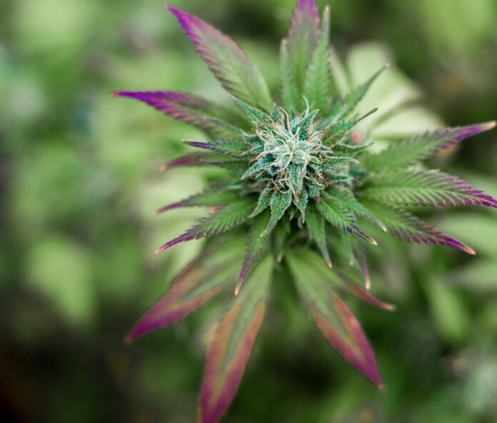Growing hemp bud