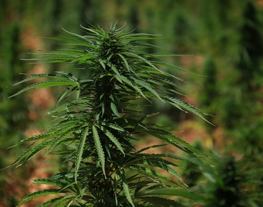 CBD plant growing outside
