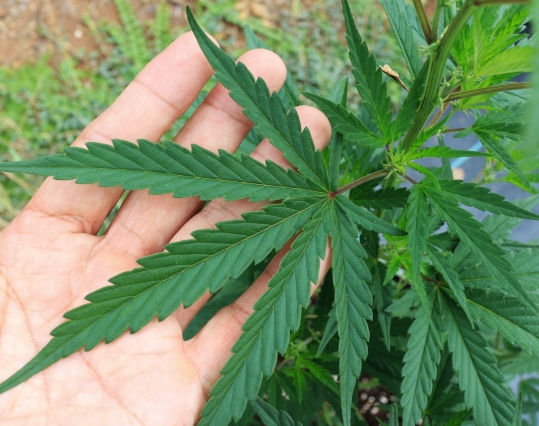 Hand holding a hemp leaf