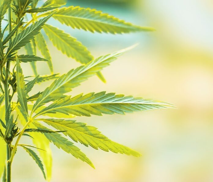 Hemp plant