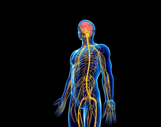 Illustration of the human nervous system in the body
