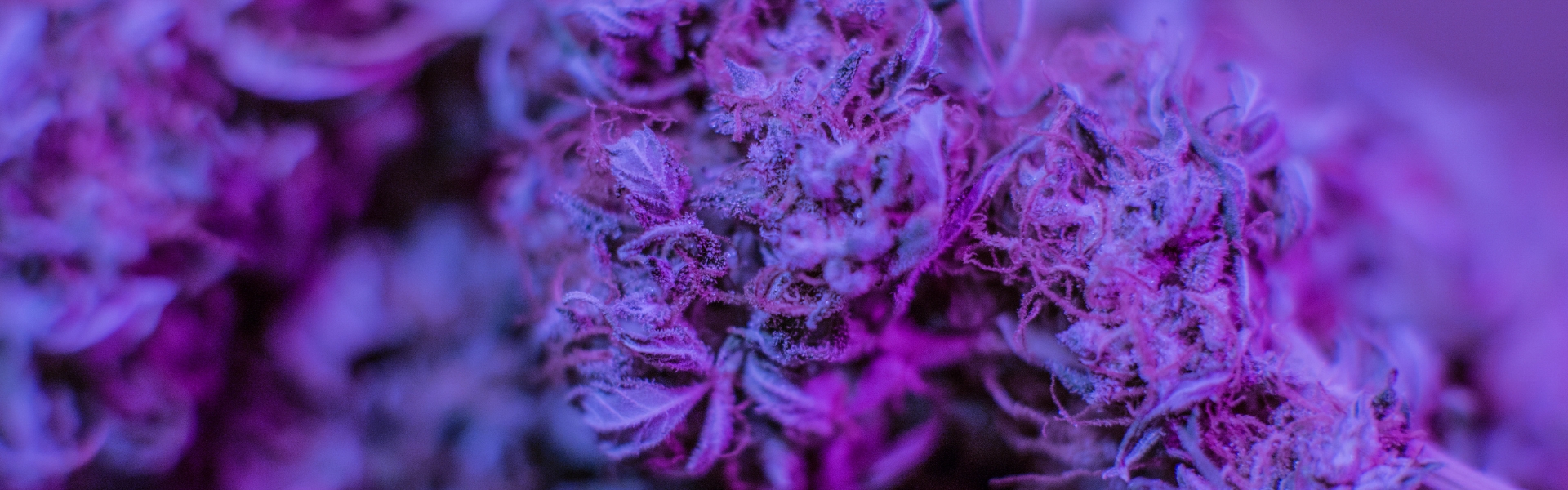 CBD flowers through a purple filter