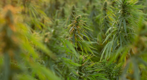 Field of growing cannabis plants